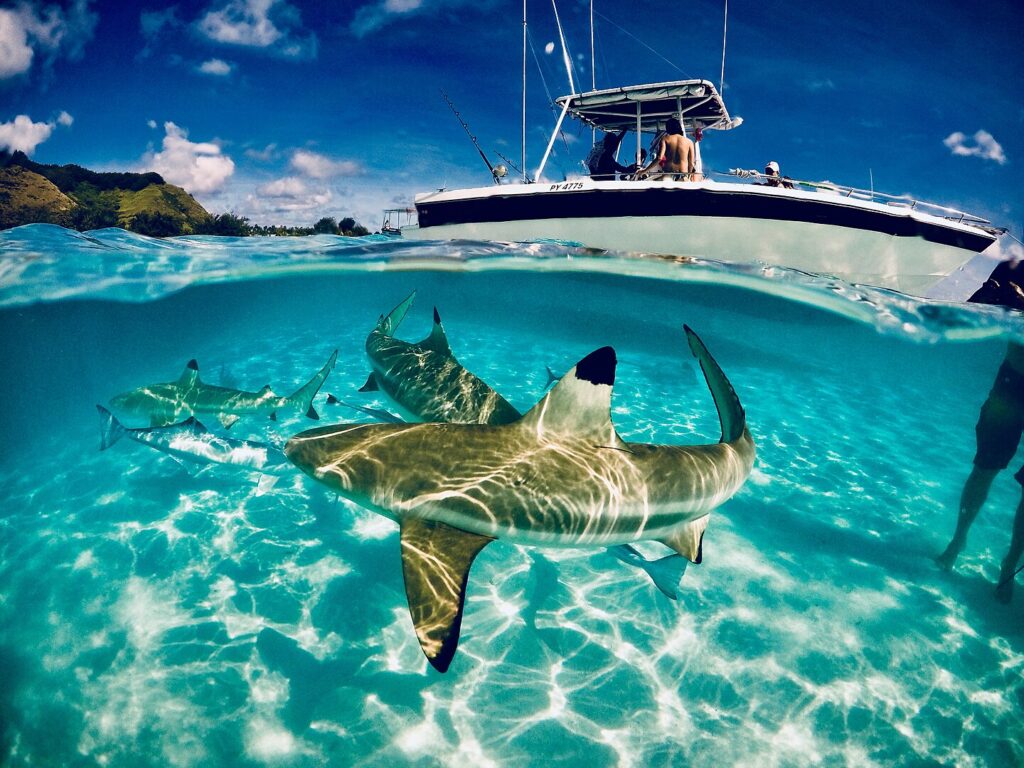 A shark (Carcharhinus melanopterus) in Moʻorea