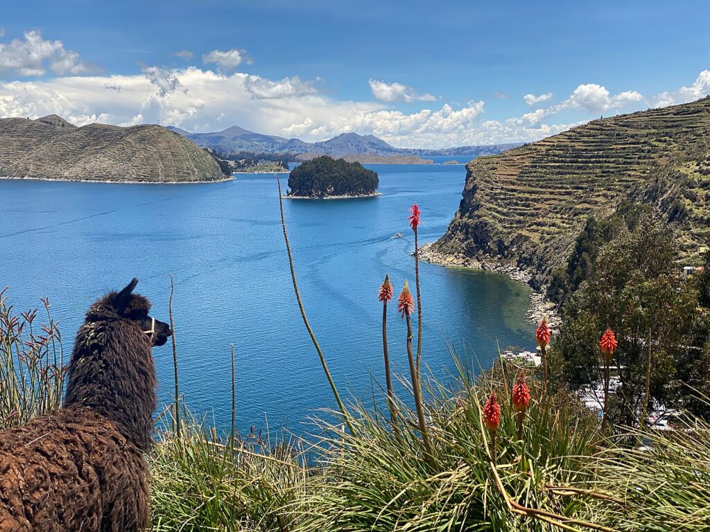 An alpaca and Challeca in Lake Titicaca, Bolivia