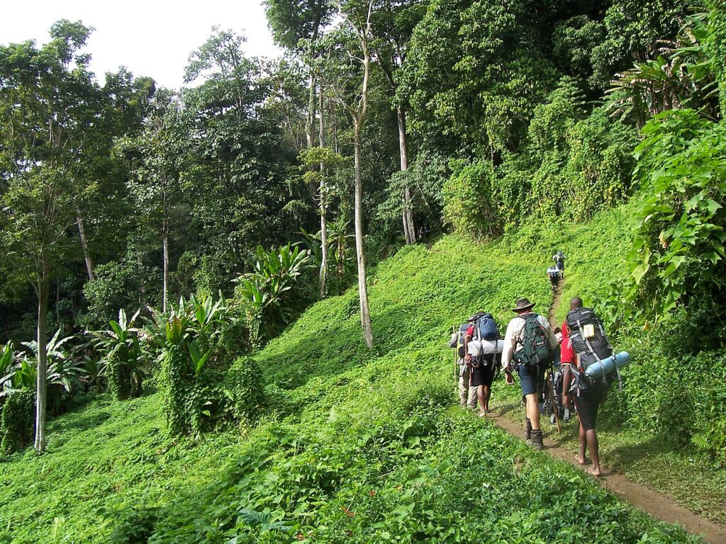 Walking the Kokoda track, Papua New Guinea. This section of the track is known as the potato fields and is located between the village of Kokoda and the village of Isurava. The kokoda track was the scene of fighting between Australian and Japanese forces during World War II.