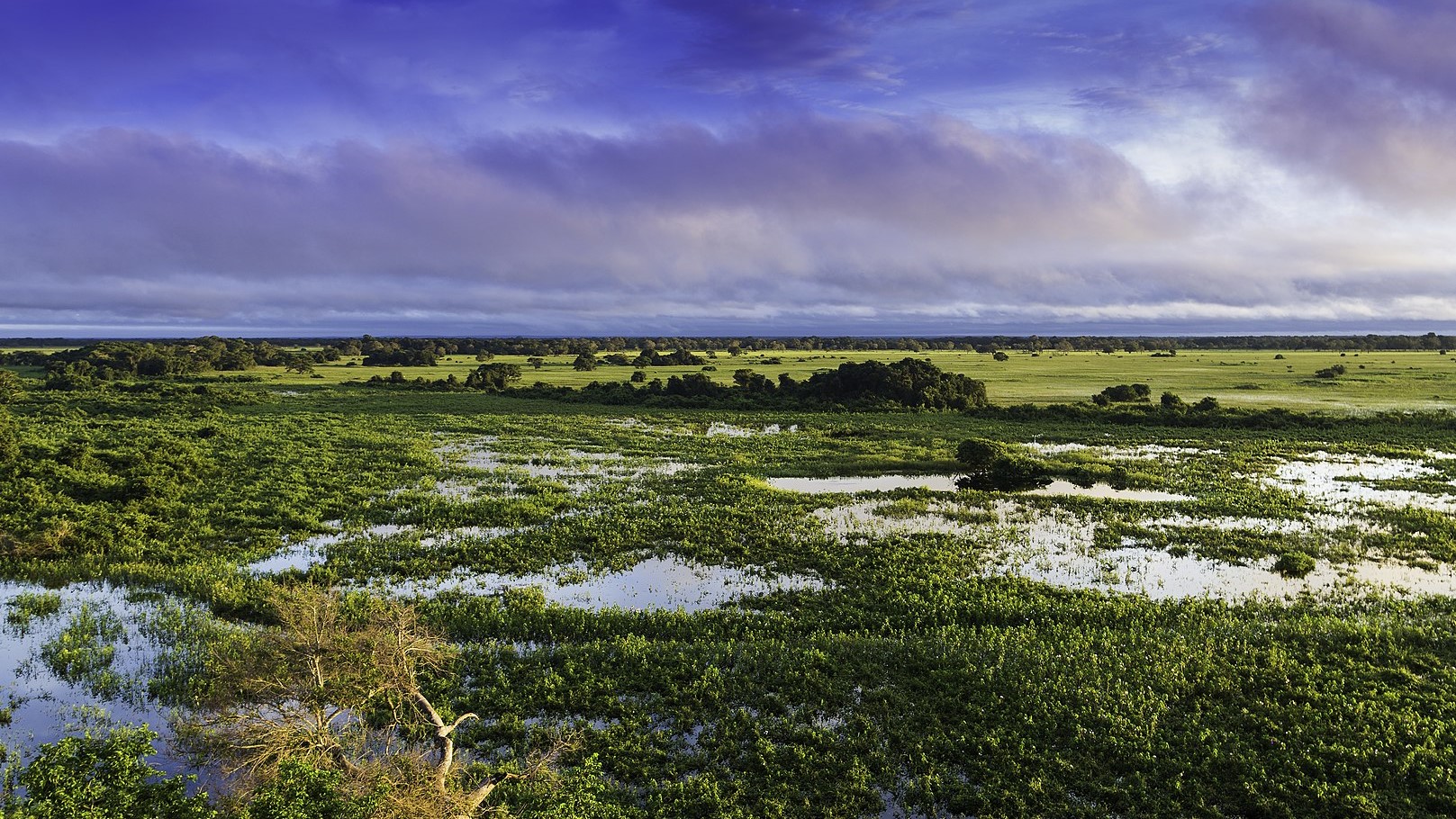 Vista aérea do Pantanal