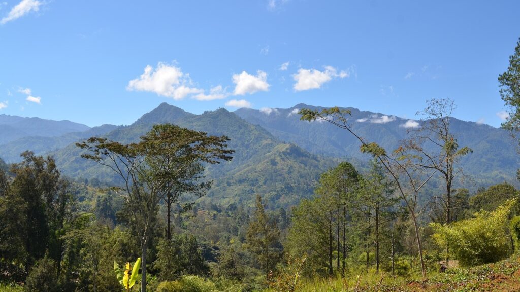 In the highlands of Papua new Guinea.