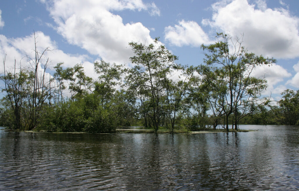 Bigi Pan Nature Reserve, Suriname. Lots of birds in these wetlands.