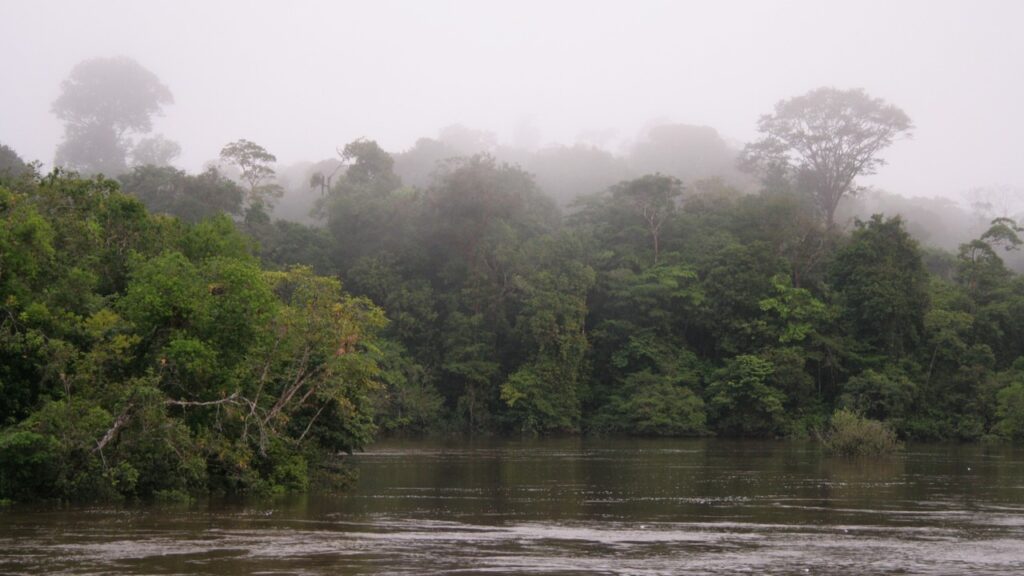 Morning fog at Fungu Island, Suriname jungle, primary rain forest.