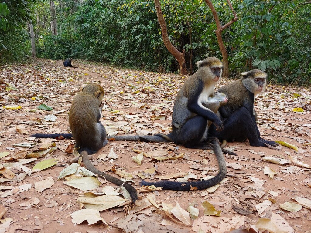 Fiema Monkey Sanctuary