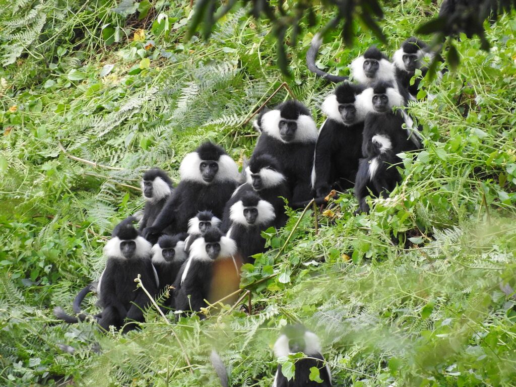 Ruwenzori colobus unit