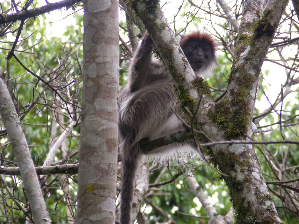 Ugandan Red Colobus (Piliocolobus tephrosceles) in Kibale National Park