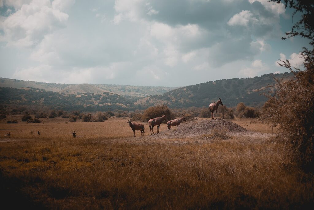 Topi antelopes in Akagera National Park