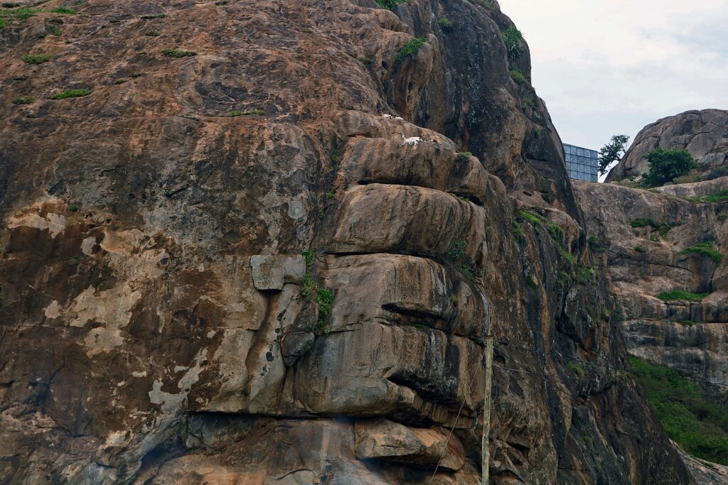 Goats resting on Soroti Rock