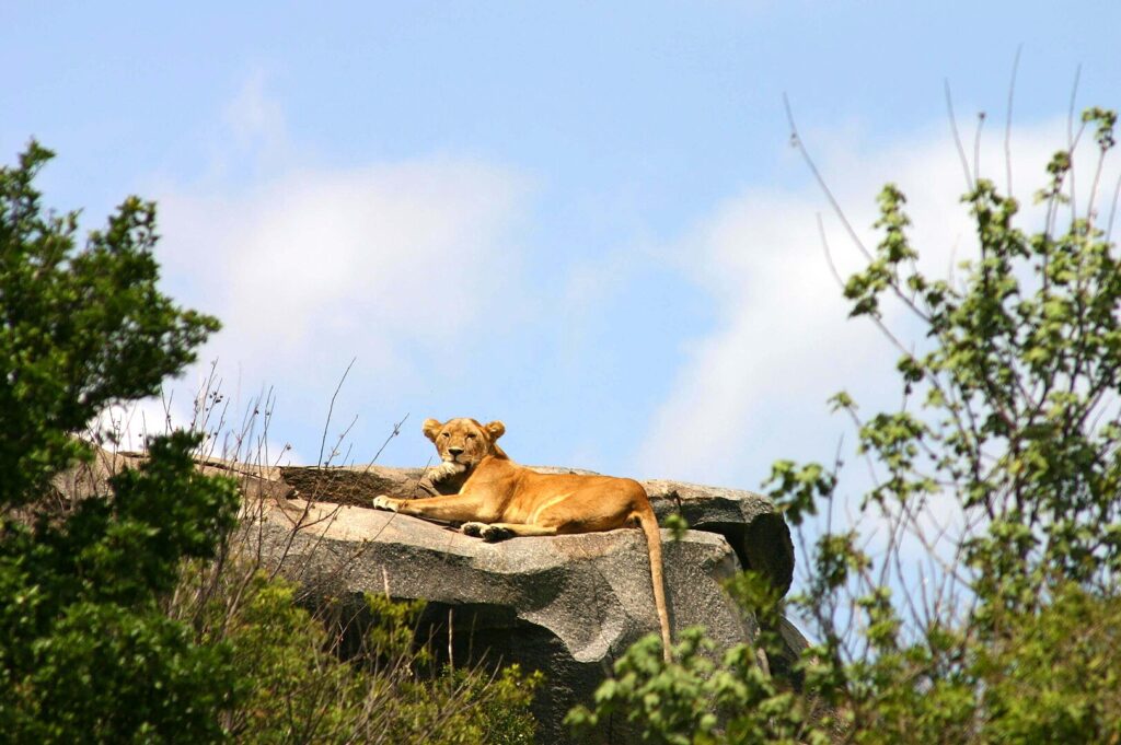 Lioness on a kopje, or rock outcropping.