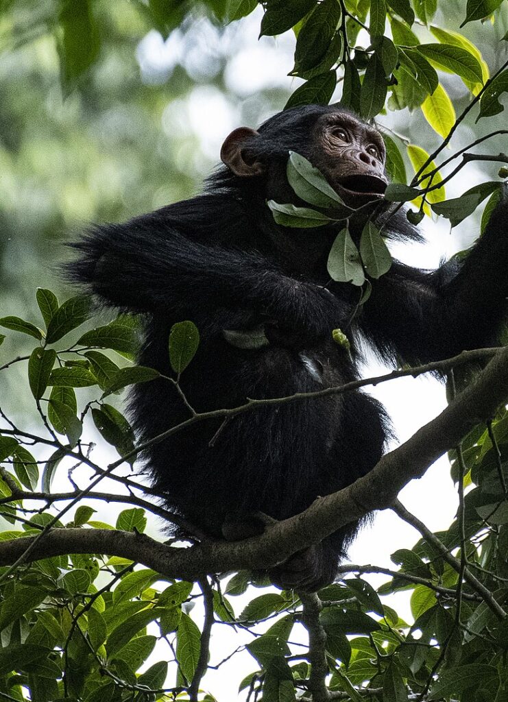 Young chimpanzee in Nyungwe Forest National Park, Rwanda