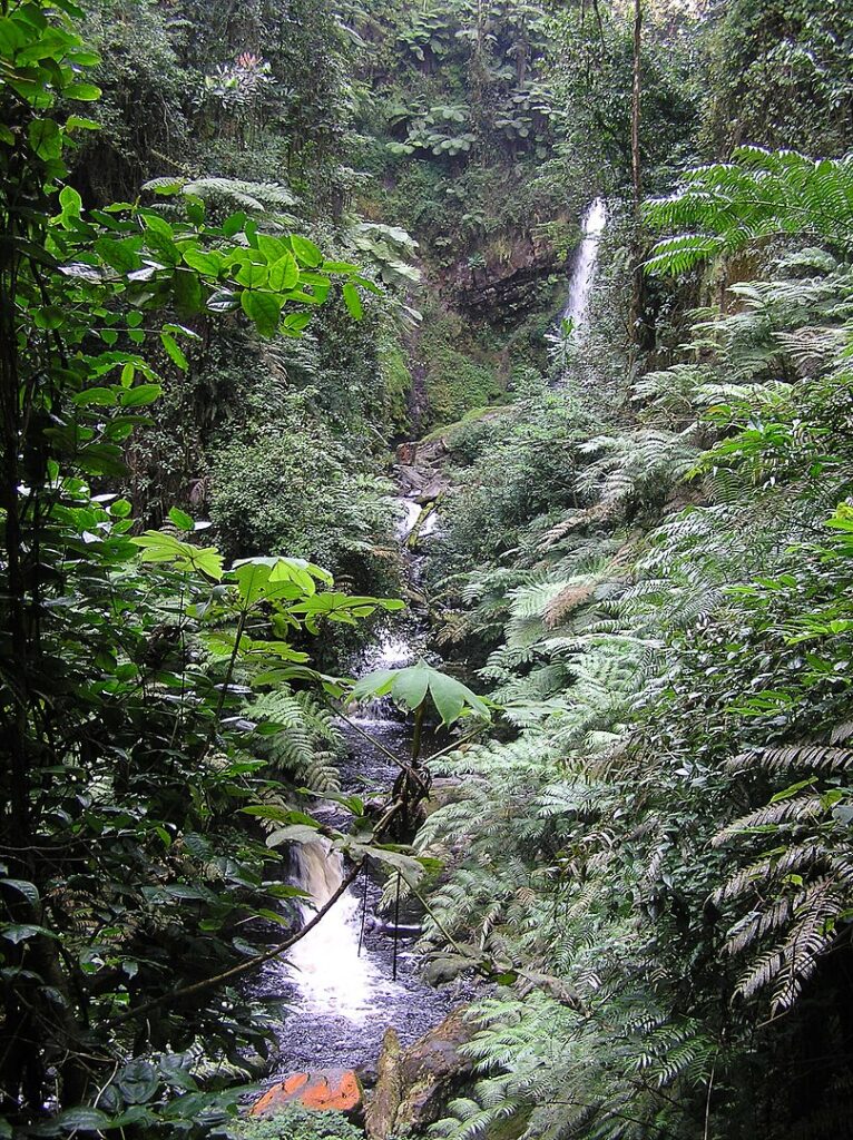 River in Nyungwe Park, Rwanda