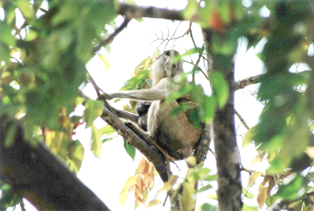 Affenmutter (Mole-Nationalpark), Ghana