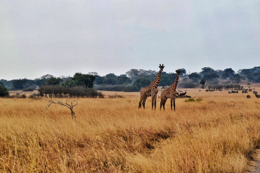 Giraffes in Akagera National Park