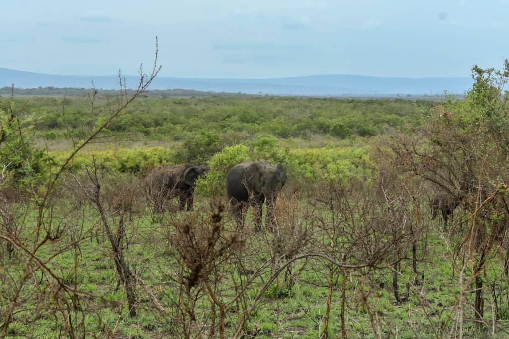 Elephants in Akagera National Park