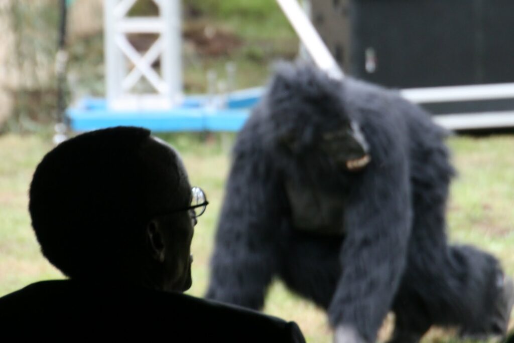 The president of Rwanda Kagame watching the gorilla naming ceremony