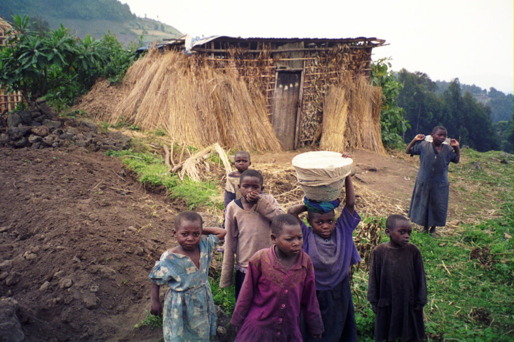 Parc National des Volcans, Rwanda