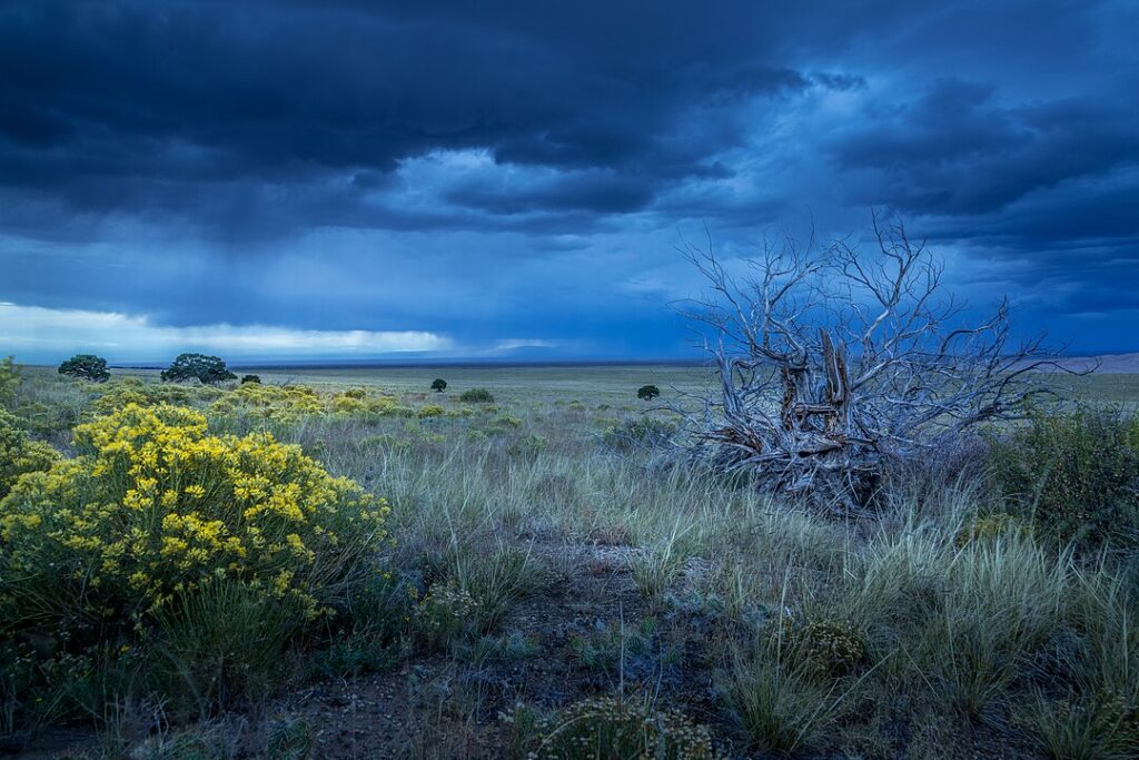 Botanic life and death on the plains. Blooming sagebrush and the carcass of a dead tree together during the blue hour in the San Luis Valley, Great Sand Dunes National Park, Colorado, US. Cloudy storm over the great plains showing natural flowers