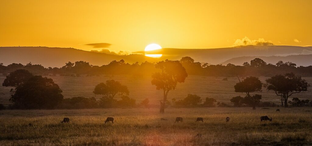 As twilight descends over the Masai Mara, its savannah is bathed in a warm golden glow, silhouetting all animals and trees.