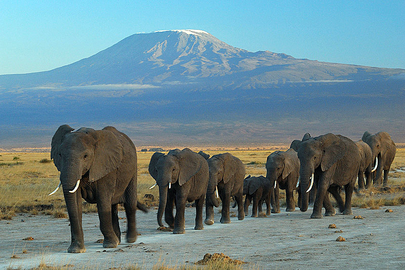 Elephants in Amboseli National Park with Mount Kilimanjaro in the background