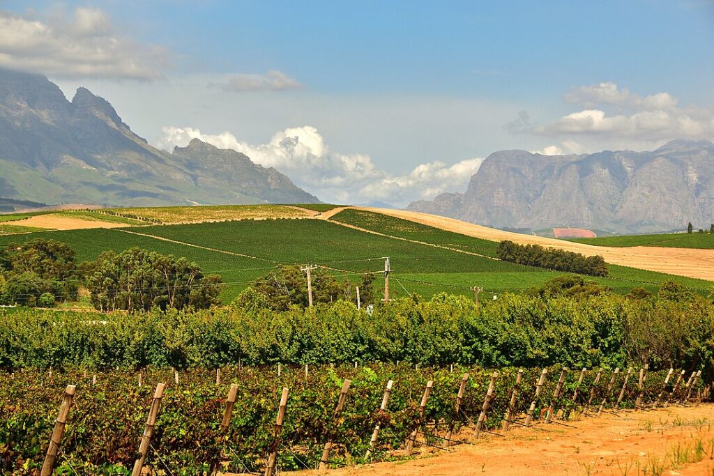 Vineyards in Stellenbosch