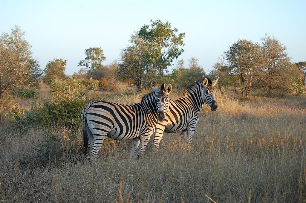 Two Chapman's zebra (formerly Burchell's zebra) in the southern Kruger National Park, South Africa