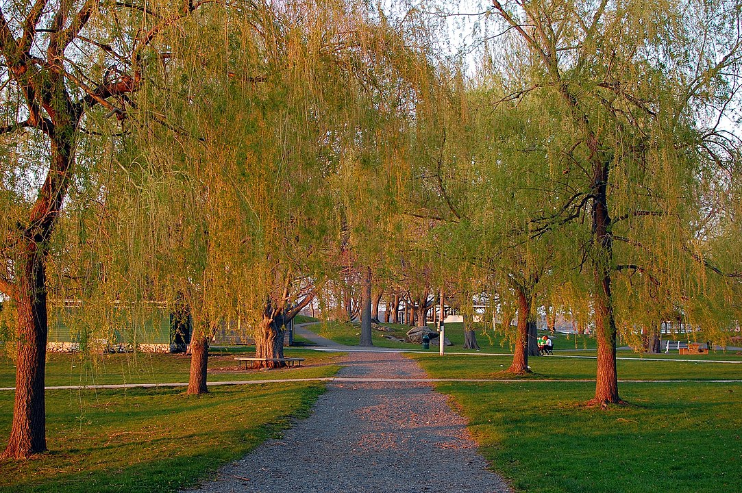 A path at the Salem Willows, Salem, Massachusetts. The Willows were planted to calm patients recovering at a nearby smallpox hospital. Next, the park became an amusement park, and was eventually dismantled, but the willows remain today.